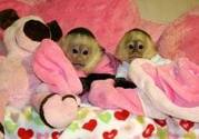 My babies capunchin monkeys(kiki and Mark)
